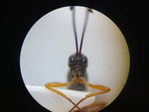 Réf. 311 133 : Coelinius parvulus
