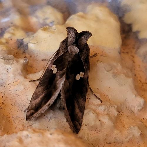 Réf. 311 755 : Chrysodeixis chalcites