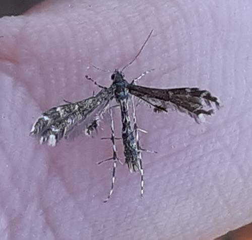 Capperia sp.