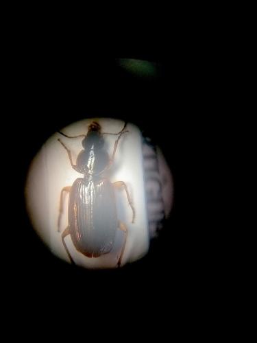Réf. 311 256 : Olisthopus glabricollis