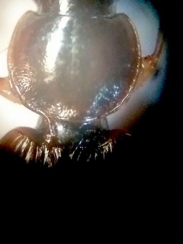 Réf. 311 257 : Olisthopus glabricollis