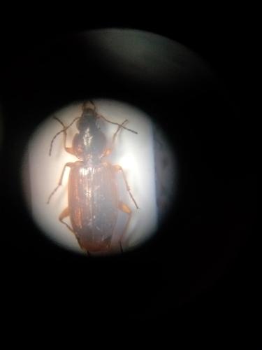 Olisthopus elongatus