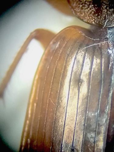 Réf. 311 371 : Olisthopus elongatus