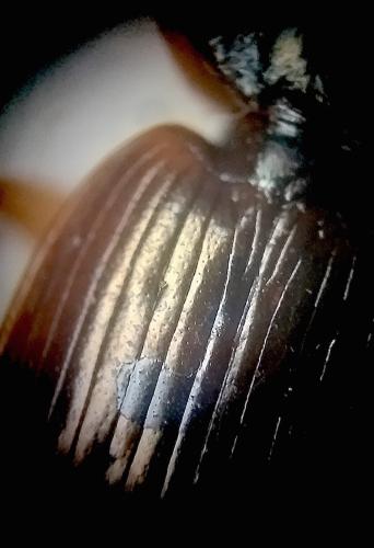 Réf. 311 372 : Olisthopus glabricollis