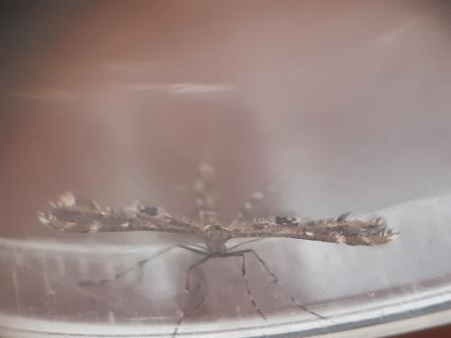 Capperia sp.