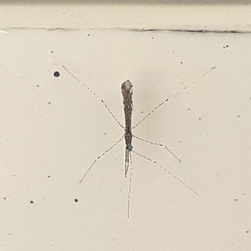 Réf. 311 701 : Empicoris sp.