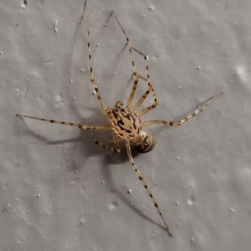 Réf. 311 549 : Scytodes thoracica