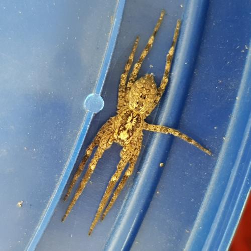 Réf. 311 550 : Zoropsis spinimana