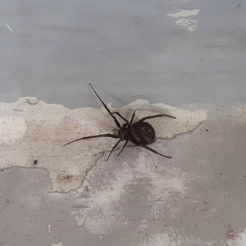 Steatoda grossa