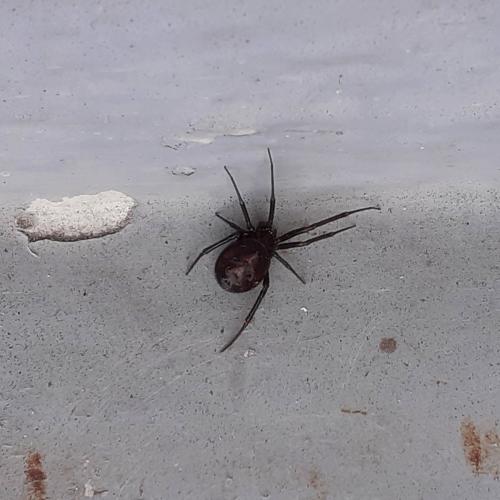 Steatoda grossa