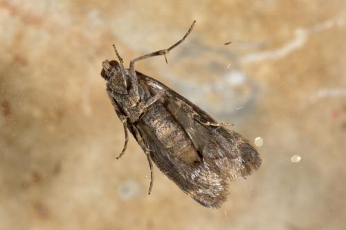 Ephestia woodiella