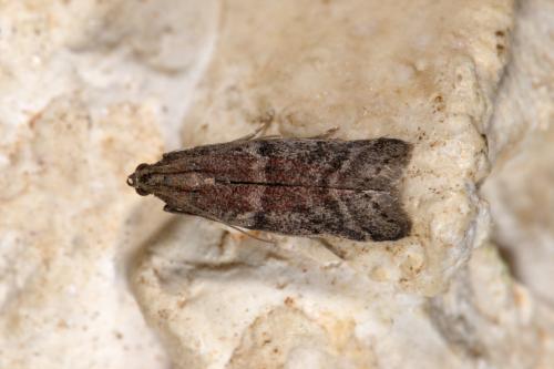 Réf. 311 760 : Ephestia woodiella