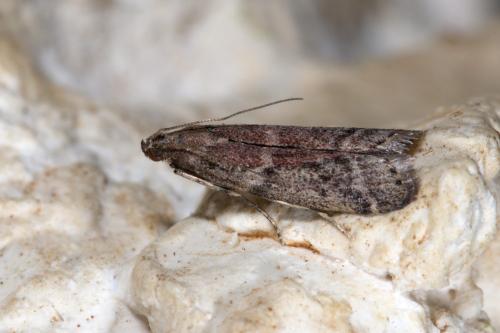 Ephestia woodiella