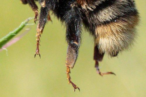 Bombus sp.