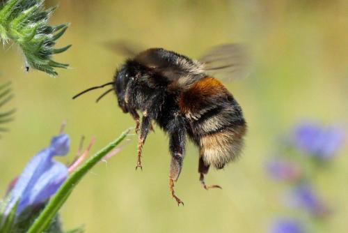 Bombus sp.