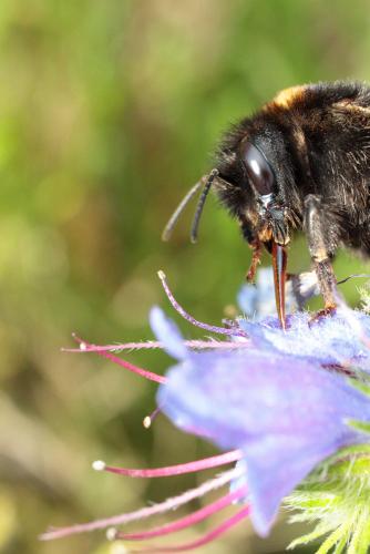 Bombus sp.