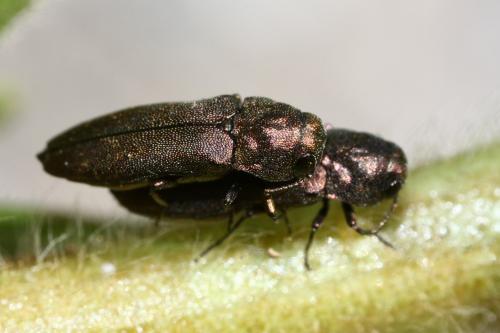 Meliboeus gibbicollis