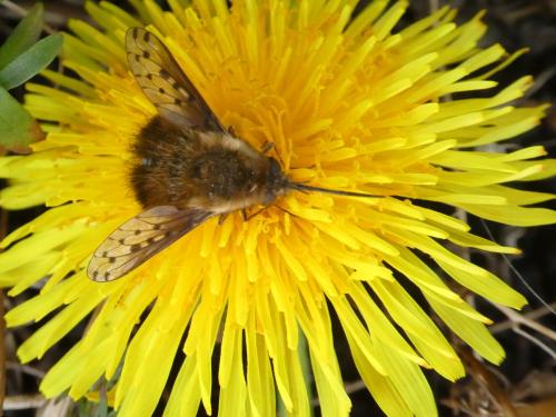 Bombylius discolor