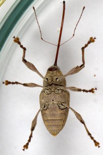 Curculio elephas