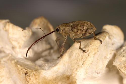 Réf. 311 368 : Curculio elephas