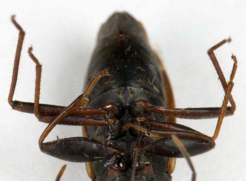 Réf. 311 270 : Eremocoris fenestratus