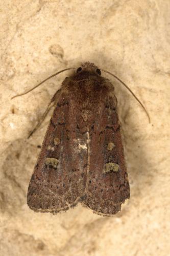 Réf. 311 086 : Xestia xanthographa