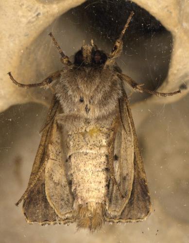 Tholera decimalis