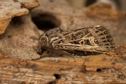 Tholera decimalis