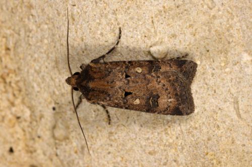 Réf. 311 364 : Agrotis trux