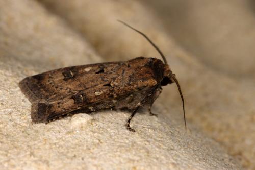 Réf. 311 365 : Agrotis trux