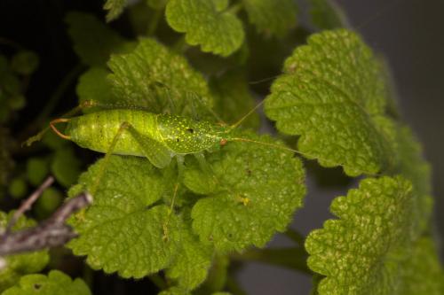Réf. 311 564 : Cyrtaspis scutata