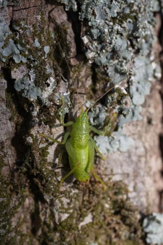 Réf. 311 563 : Cyrtaspis scutata