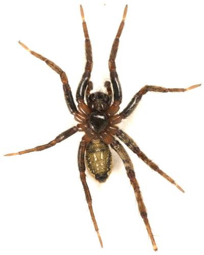 Réf. 311 606 : Alopecosa albofasciata