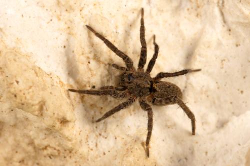 Réf. 311 605 : Alopecosa albofasciata