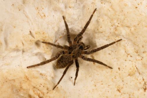 Réf. 311 604 : Alopecosa albofasciata