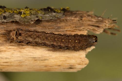 Réf. 311 708 : Peridroma saucia