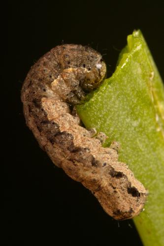 Réf. 311 709 : Peridroma saucia