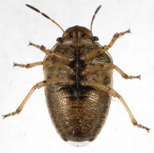 Réf. 311 869 : Neottiglossa leporina