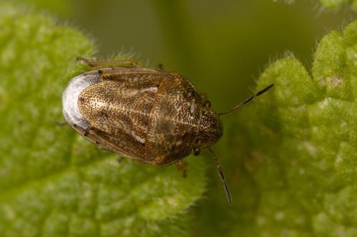 Réf. 311 867 : Neottiglossa leporina