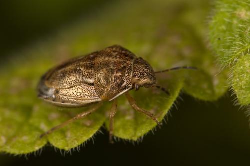 Réf. 311 868 : Neottiglossa leporina