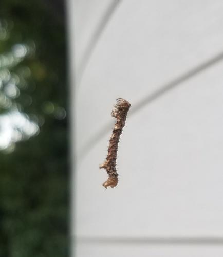 Phigalia pilosaria
