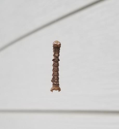 Réf. 311 141 : Phigalia pilosaria