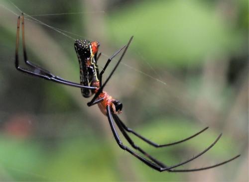 Réf. 311 233 : Trichonephila fenestrata