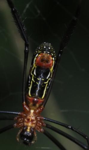 Trichonephila fenestrata