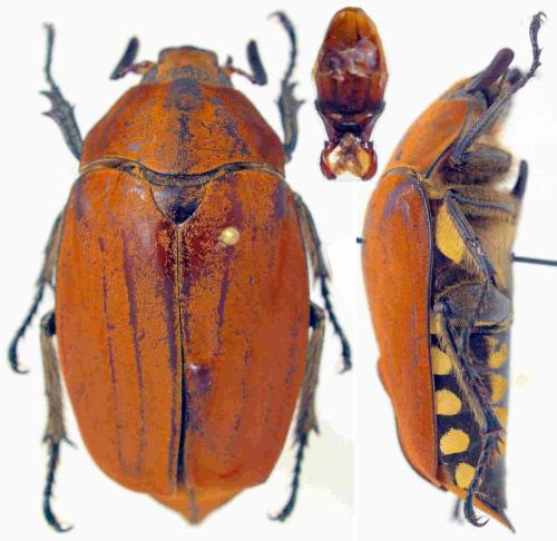 Melolontha malaccensis