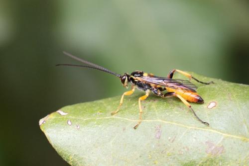 Réf. 311 210 : Cratichneumon coruscator