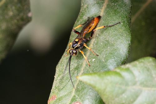 Réf. 311 209 : Cratichneumon coruscator