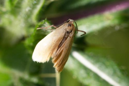 Réf. 311 999 : Eilema sororcula