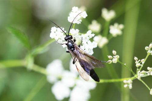 Coelichneumon sp.
