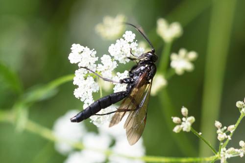 Réf. 311 885 : Coelichneumon sp.